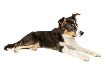 black and white border collie
