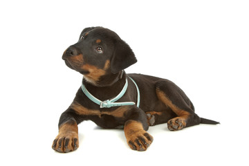Fototapeta premium Rottweiler puppy