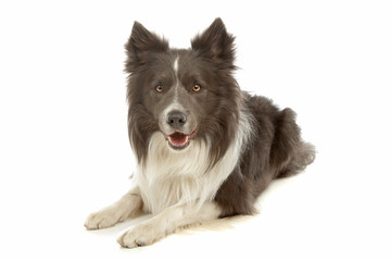 black and white border collie
