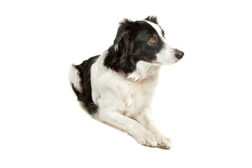 black and white border collie