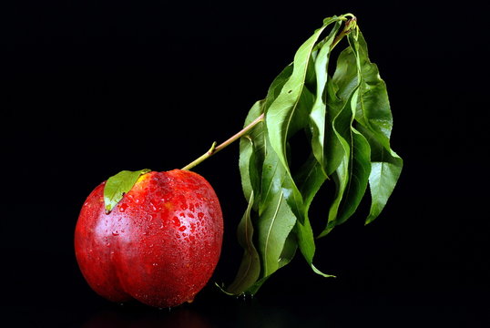 NOCEPESCA