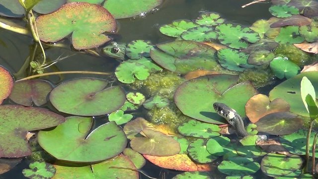 video schlange im teich I