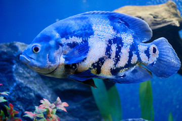 Big blue sea fish in aqurium. Underwater