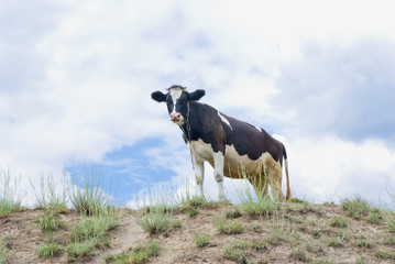 Young curious cow on a hill.