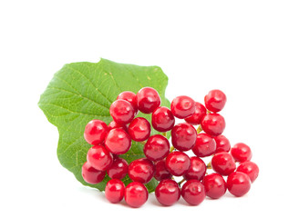 Viburnum berries