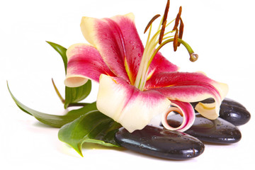 Steine,Lilium © Swetlana Wall