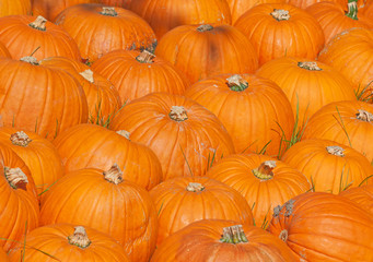 Colorful pumpkins