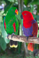 Pair of lori parrots