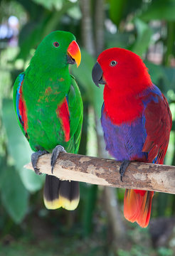 Fototapeta Pair of lori parrots