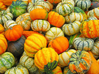 Colorful pumpkins