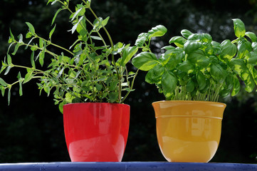 Fresh herbs in  pots