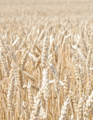 Fototapeta premium Fields of wheat - Agriculture concept