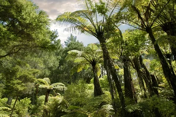 Zelfklevend Fotobehang Tropischer Wald bei Hahei © cmfotoworks