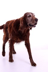 laufender Hund Irish Setter
