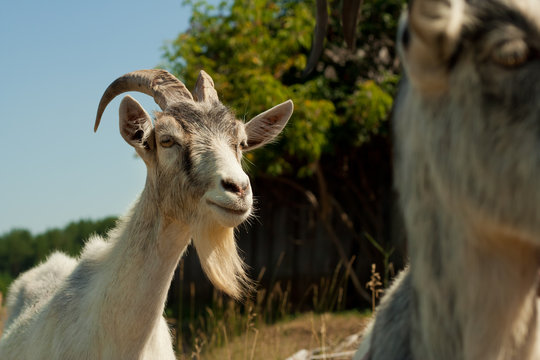 goat living on the farm