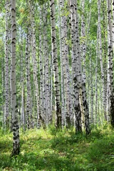 Foto op Plexiglas zomer groen berkenbos © Nobilior