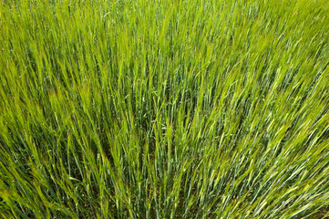 Green Spring Wheat