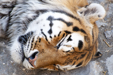 Sleeping tiger face portrait