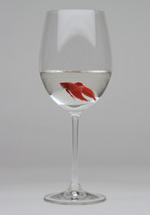 Betta in a Wine Glass