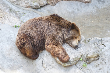 Obraz premium Grizzly bear sleeping in Zoo