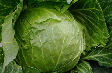 Fototapeta premium Giant cabbage