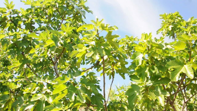 Feigenbaum