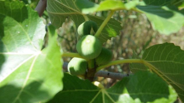 Feigenbaum