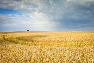 Ecological corn field