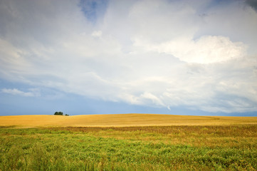 Fototapeta na wymiar Ekologiczny polu kukurydzy