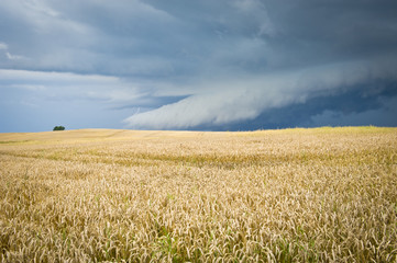 Ecological landscape with storm