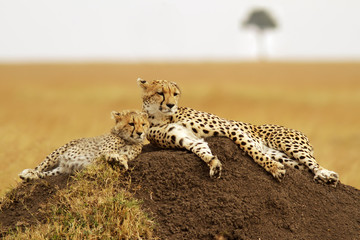 Fototapeta premium Cheetahs on the Masai Mara in Southwestern Kenya