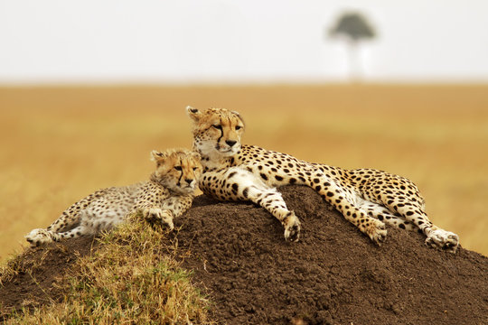Fototapeta Cheetahs on the Masai Mara in Southwestern Kenya