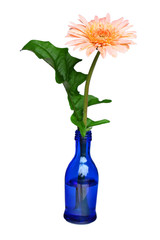 Color bottle become flowerpot for environment