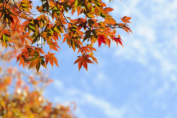 青空と紅葉
