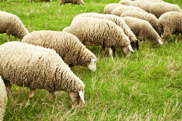 Flock of sheep grazing