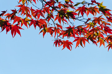 青空と紅葉