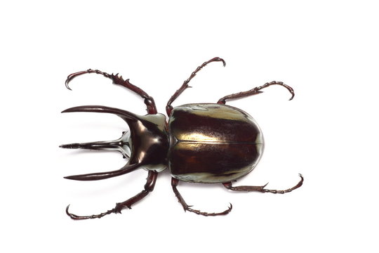 アトラスオオカブト Images Browse 11 Stock Photos Vectors And Video Adobe Stock