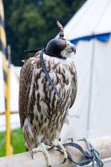 falcon