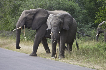 Fototapeta na wymiar African Elephant's