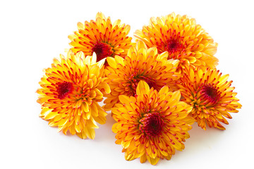 orange chrysanthemum