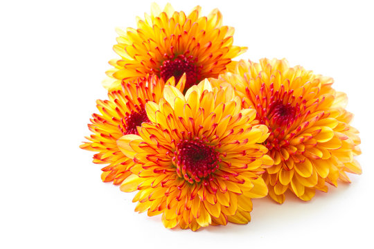 orange chrysanthemum