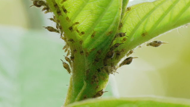 Aphids On Leaves