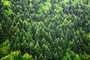 Rolgordijnen Green forest background © irishmaster