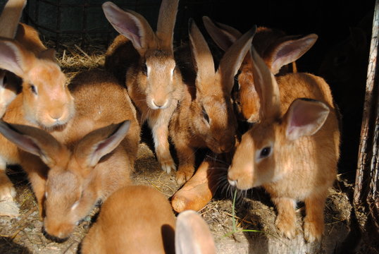 lapin