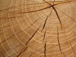 Fototapeta premium bois