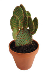 Kaktus im Detail mit Tontopf