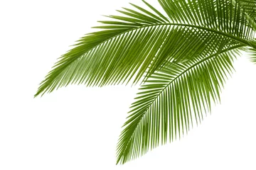 Deurstickers Palmboom Palm bladeren