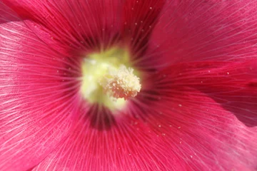 Wandaufkleber Blume © Black Spring