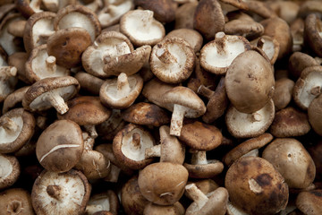 Mushroom Backdrop