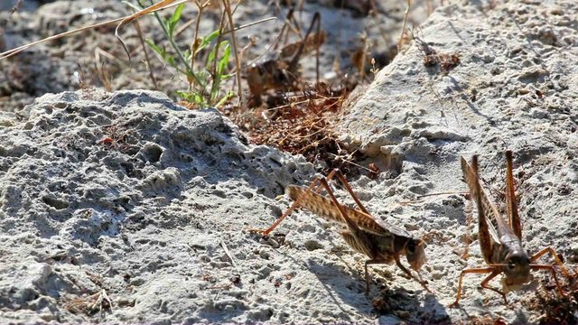 locust eats a bread crumb on a stone
